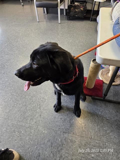RUSSELL, an adoptable Labrador Retriever in Casper, WY, 82601 | Photo Image 1