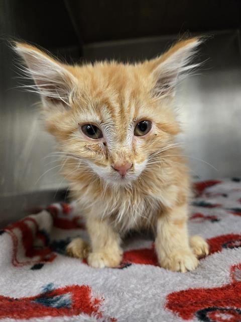 MILO, an adoptable Domestic Medium Hair in Casper, WY, 82601 | Photo Image 1