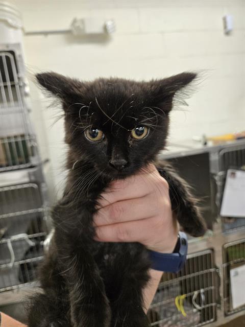 ZUKO, an adoptable Domestic Short Hair in Casper, WY, 82601 | Photo Image 1