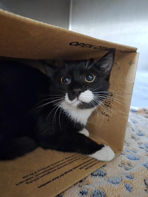 MITTENS, an adoptable Domestic Short Hair in Casper, WY, 82601 | Photo Image 1