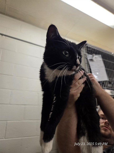 LUNA, an adoptable Domestic Short Hair in Casper, WY, 82601 | Photo Image 1