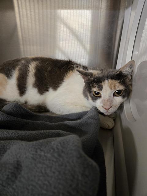 PENNY, an adoptable Domestic Short Hair in Casper, WY, 82601 | Photo Image 1