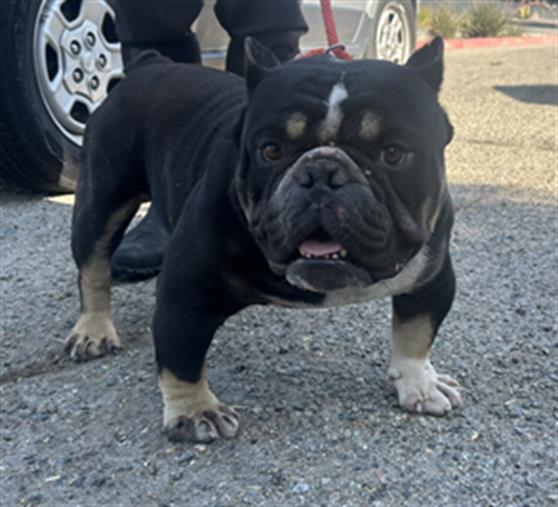 WOLFGANG- IN FOSTER