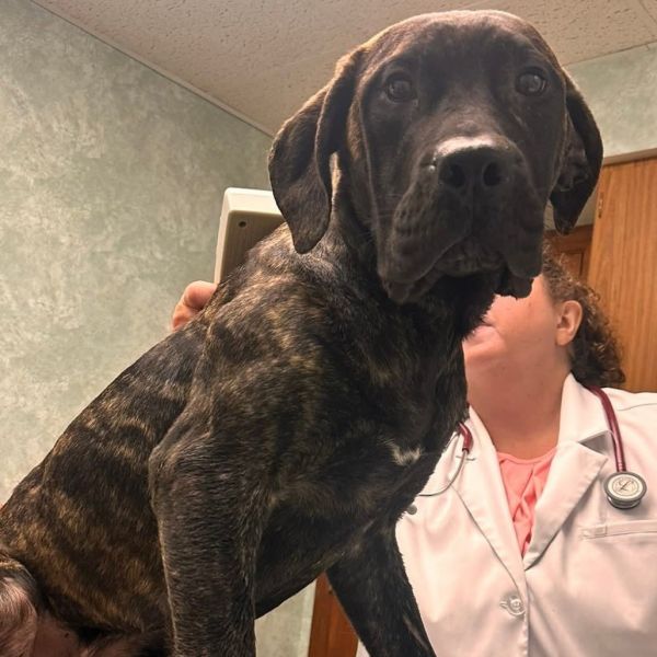 Presa Puppies thumbnail 2