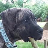 Presa Puppies thumbnail 3