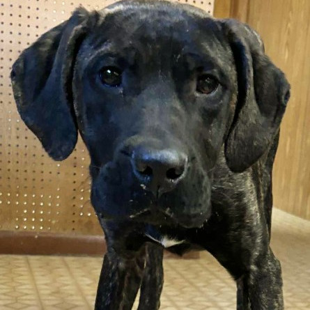 Presa Puppies thumbnail 4