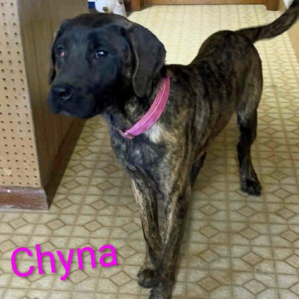 Presa Puppies thumbnail 5