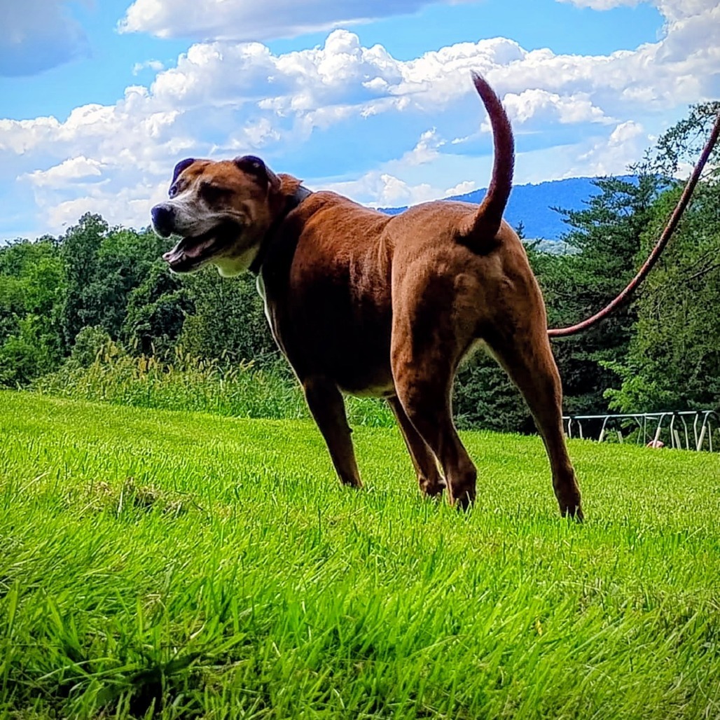 Hank