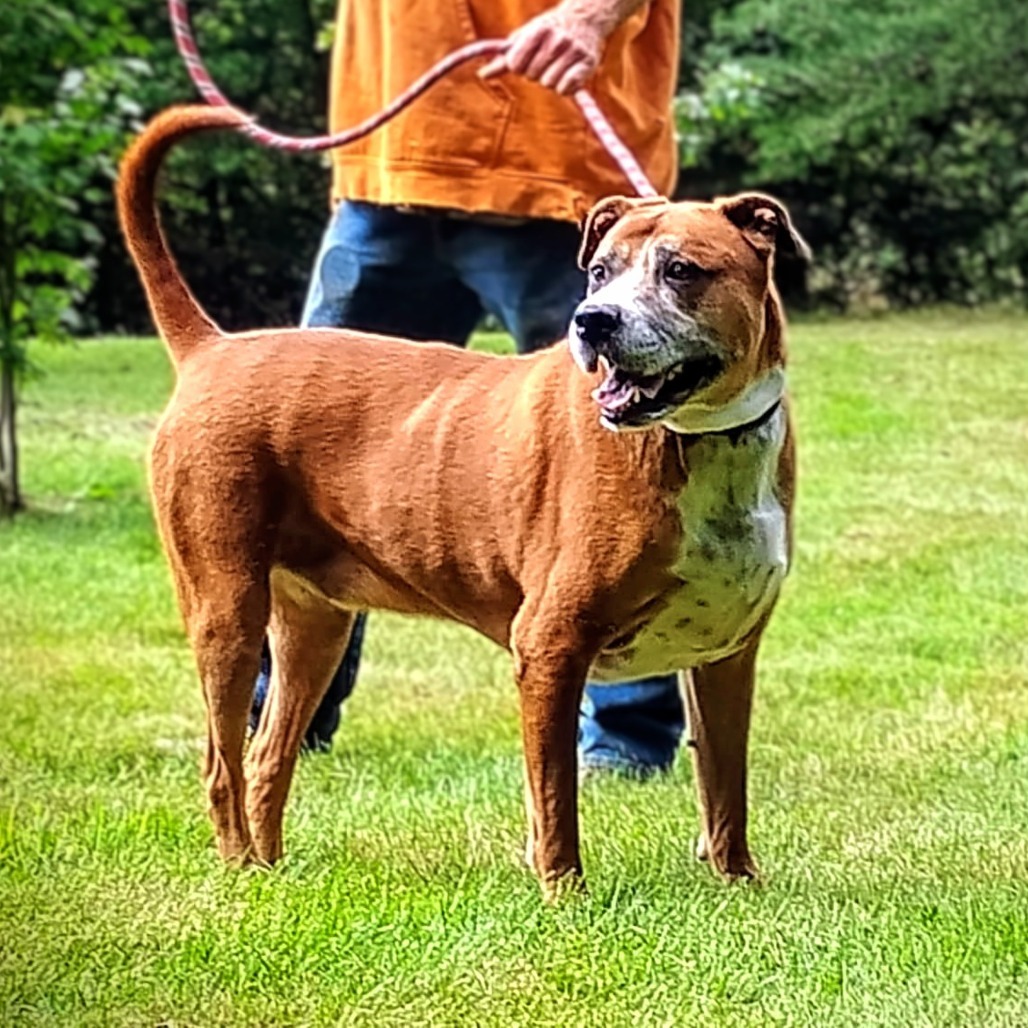 Hank