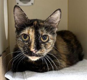 MAX, Adult Female unknown