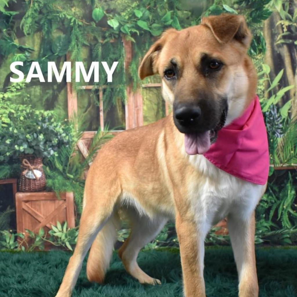 Sammy