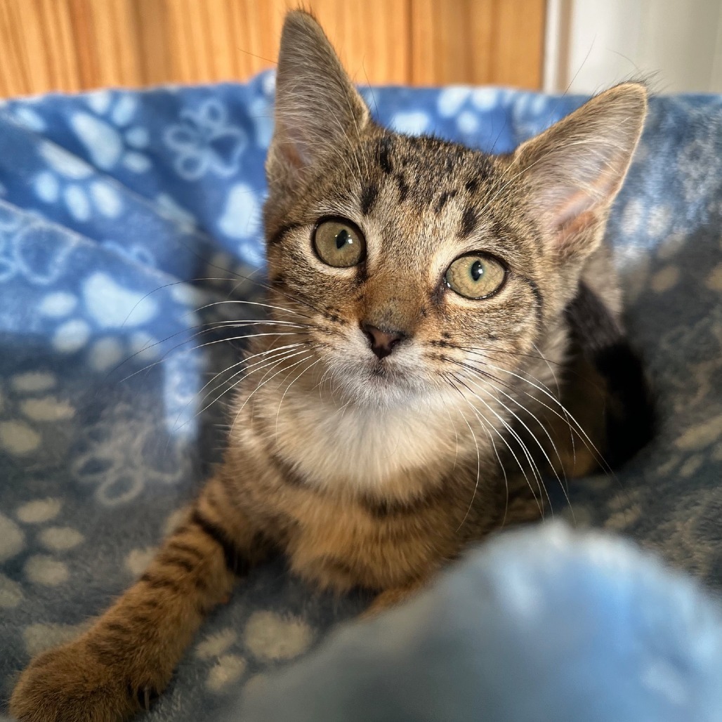 Hazelnut (Hazel)
