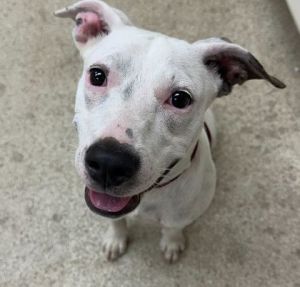 59068894, Adult Female unknown