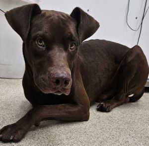 59063613, Adult Male unknown