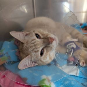 Stray Hold-Simba, Senior Male unknown
