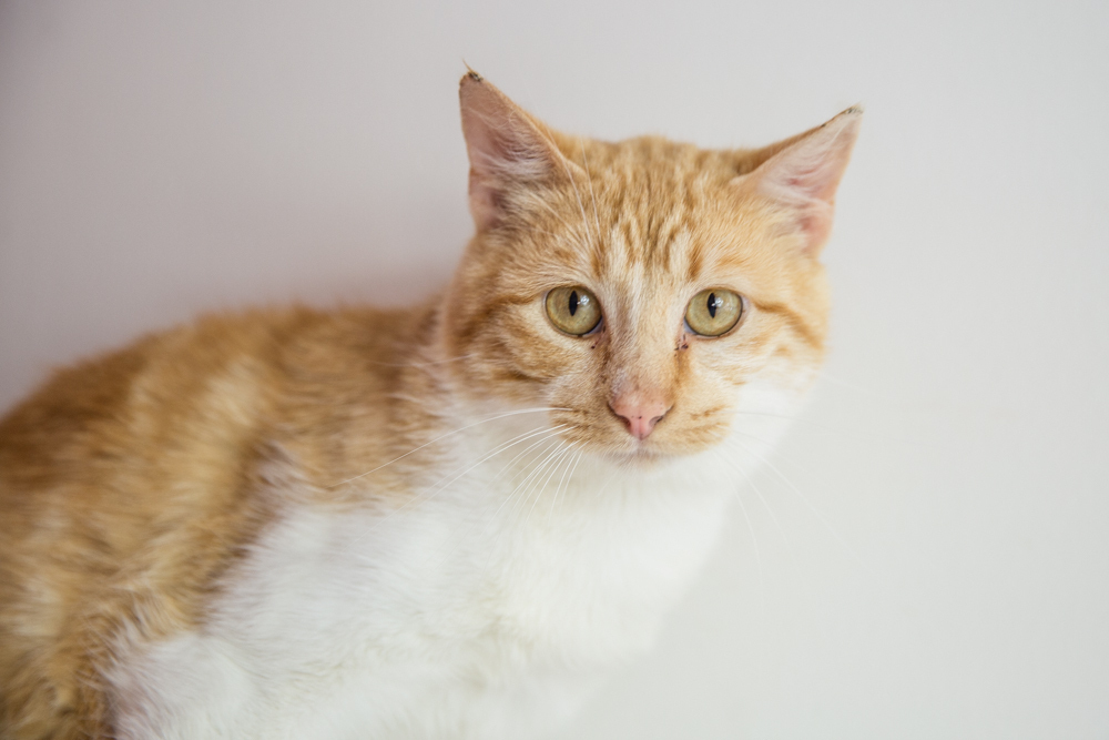 Nelson (Bonded to Hollywood)