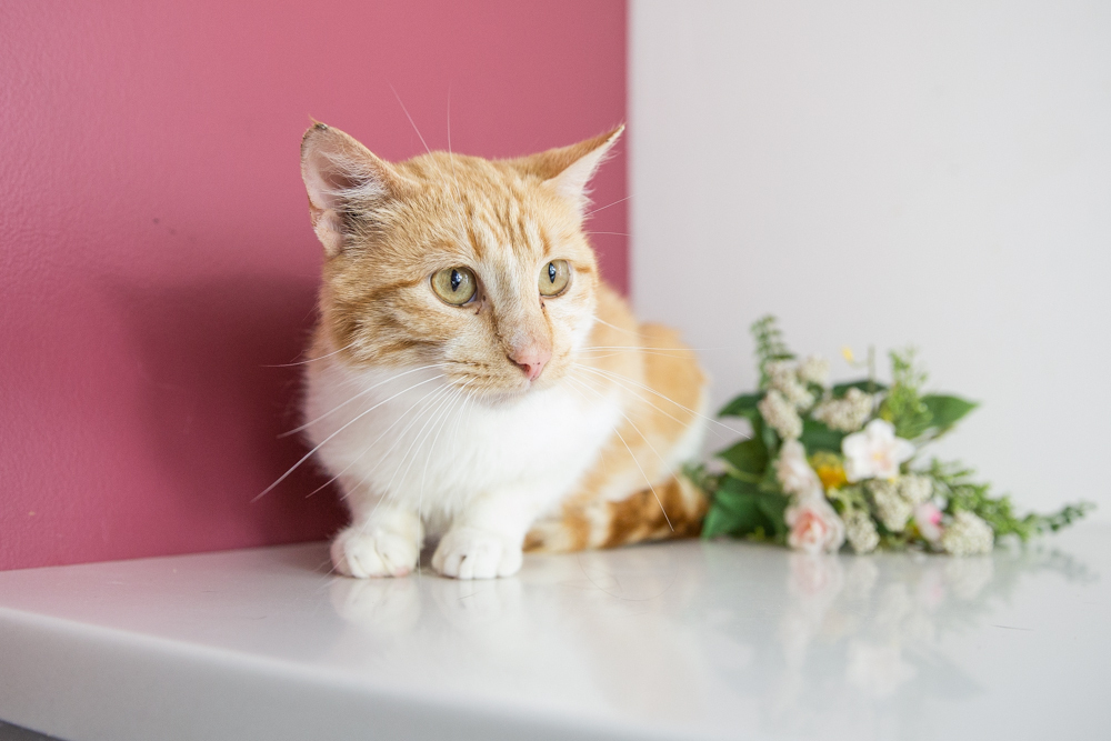 Nelson (Bonded to Hollywood)