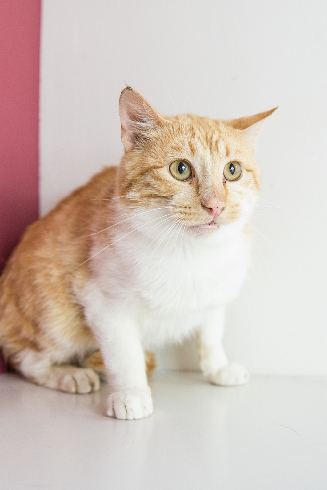 Nelson (Bonded to Hollywood)