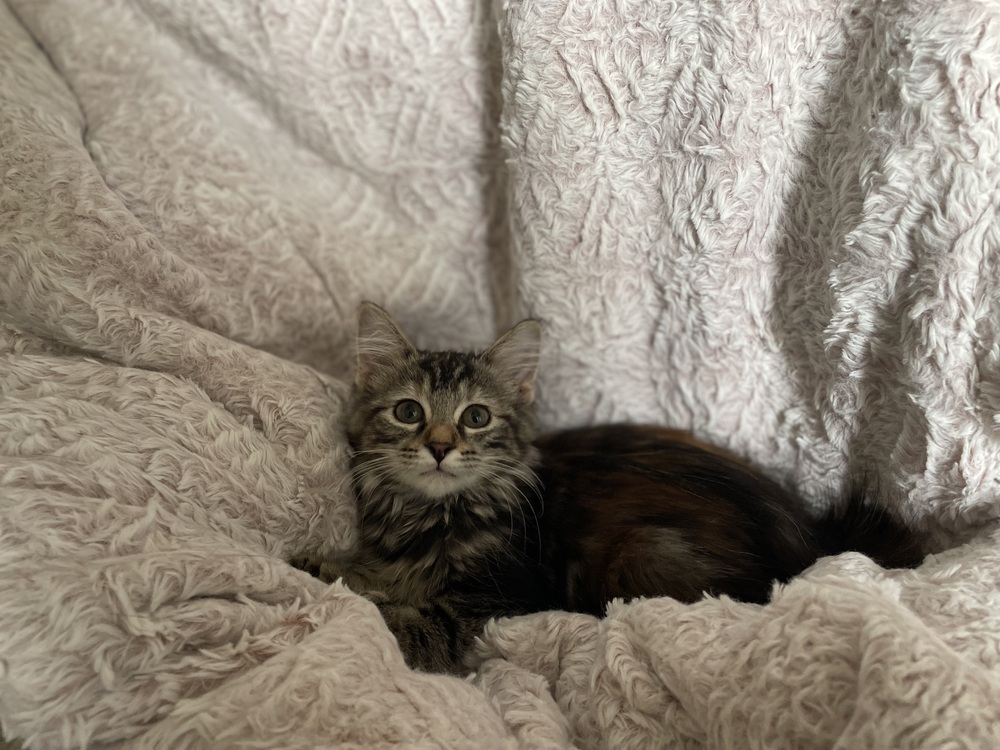 Basil