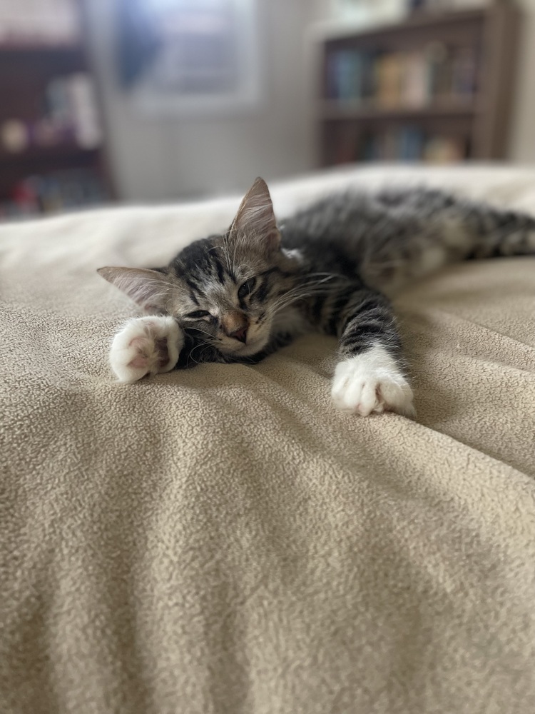 Basil
