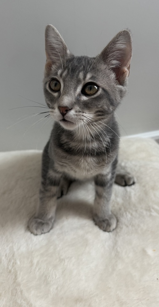 Palmer (bonded to Lamine)