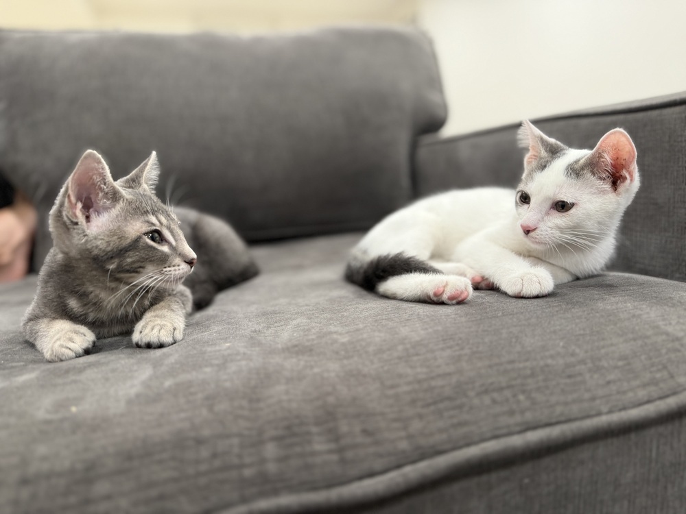 Palmer (bonded to Lamine)