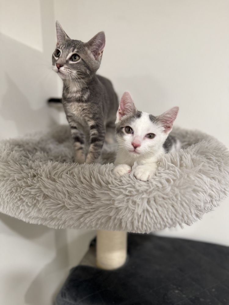 Palmer (bonded to Lamine)