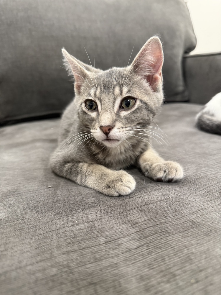 Palmer (bonded to Lamine)