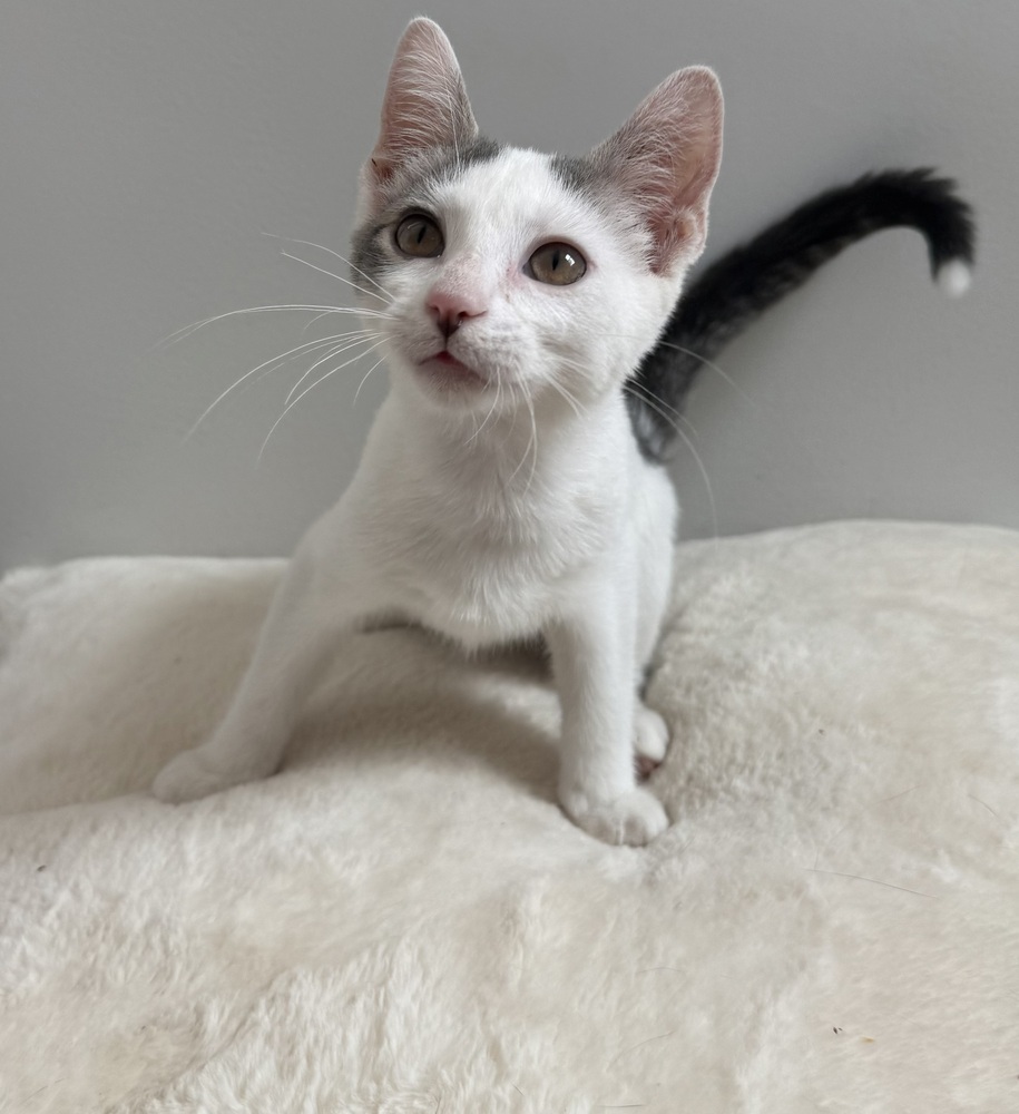 Lamine (bonded to Palmer)