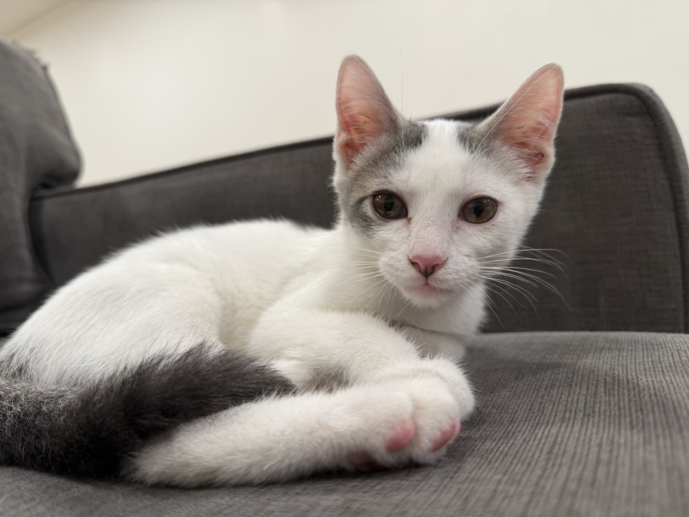 Lamine (bonded to Palmer)