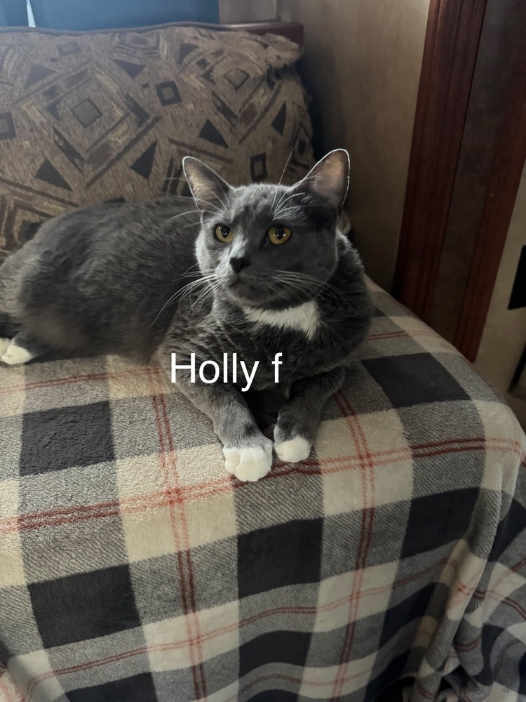Holly