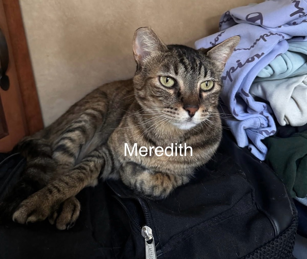 Meredith, an adoptable Domestic Short Hair in Bend, OR, 97701 | Photo Image 1