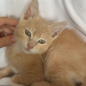 Mowgli, Baby Male unknown