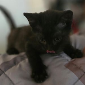 Tiny Tim, Baby Male unknown