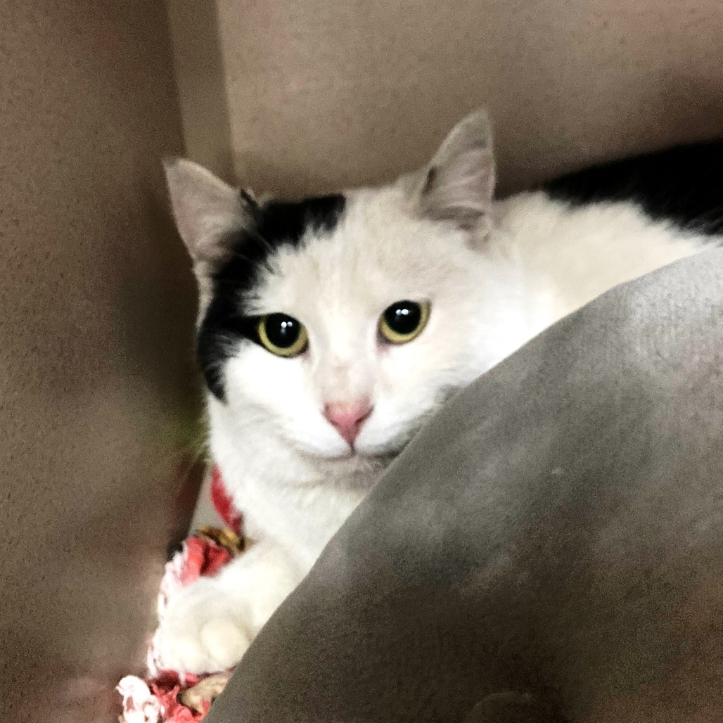 Domino, an adoptable Domestic Short Hair in Pagosa Springs, CO, 81147 | Photo Image 1