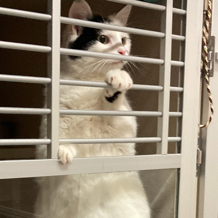 Domino, an adoptable Domestic Short Hair in Pagosa Springs, CO, 81147 | Photo Image 2