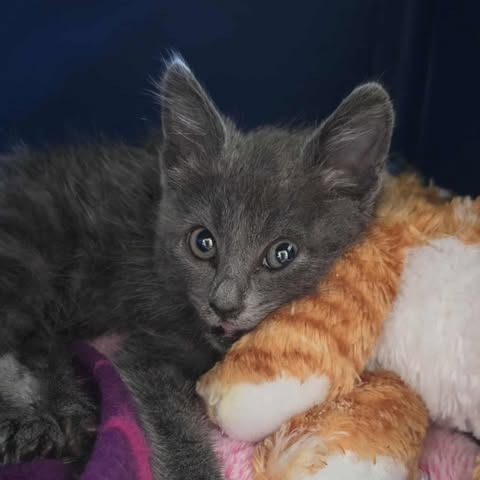 Kimi, an adoptable Domestic Short Hair in Jacksonville, OR, 97530 | Photo Image 1