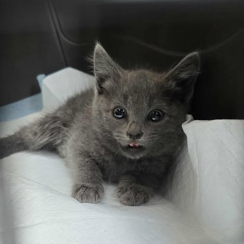 Kimi, an adoptable Domestic Short Hair in Jacksonville, OR, 97530 | Photo Image 2