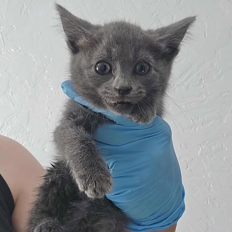 Kimi, an adoptable Domestic Short Hair in Jacksonville, OR, 97530 | Photo Image 3