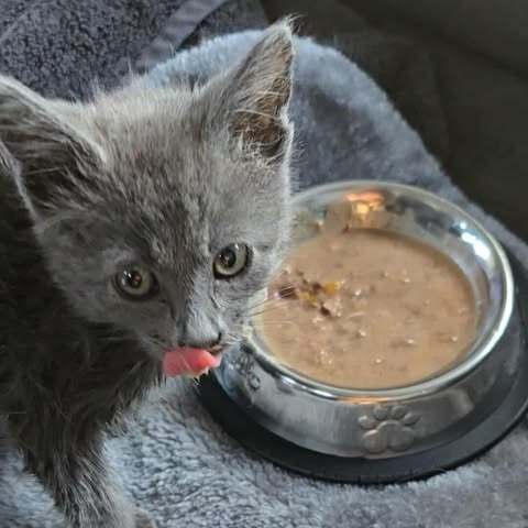 Kimi, an adoptable Domestic Short Hair in Jacksonville, OR, 97530 | Photo Image 4