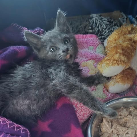 Kimi, an adoptable Domestic Short Hair in Jacksonville, OR, 97530 | Photo Image 5