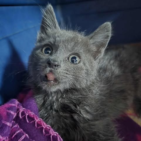 Kimi, an adoptable Domestic Short Hair in Jacksonville, OR, 97530 | Photo Image 6