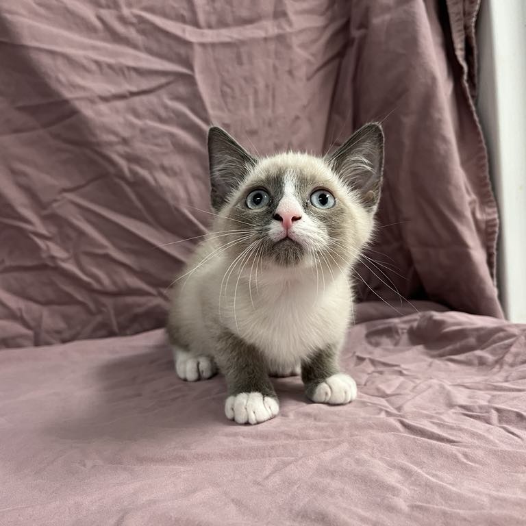 Morris