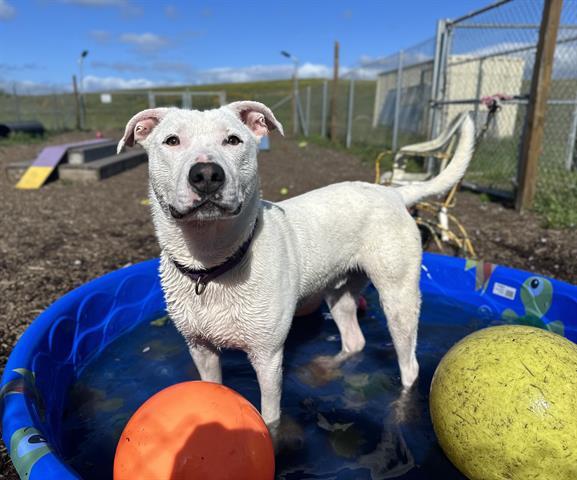 TOPHER, an adoptable Pit Bull Terrier, Mixed Breed in McKinleyville, CA, 95519 | Photo Image 1