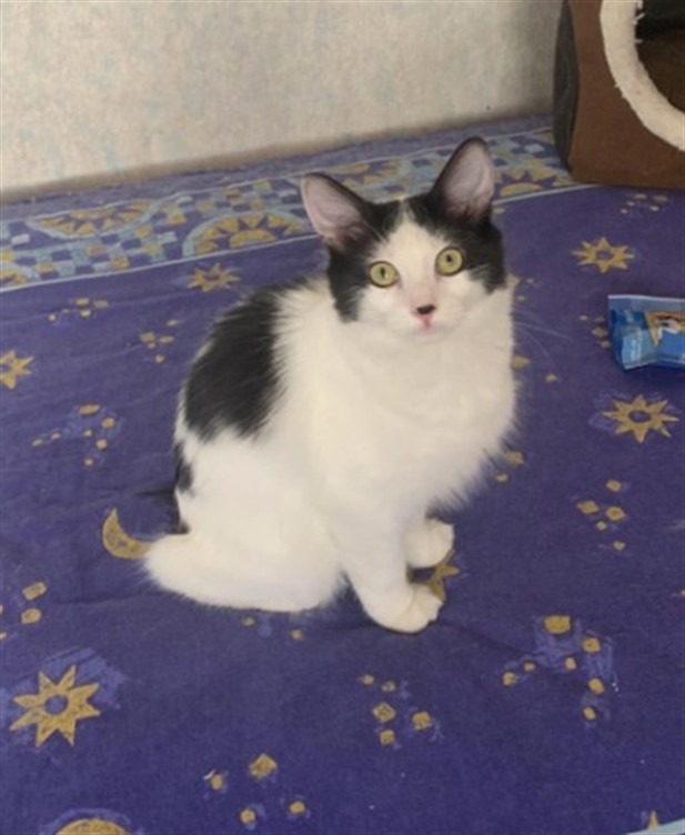 RIO, an adoptable Domestic Medium Hair in Las Vegas, NV, 89101 | Photo Image 1