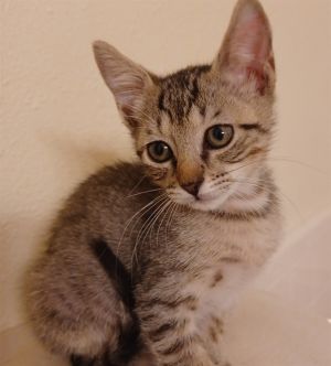 AVOCATO, Baby Female unknown