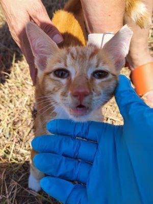 TIGGER, Young Male unknown