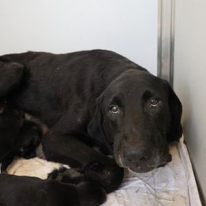 MOLLY, Adult Female unknown