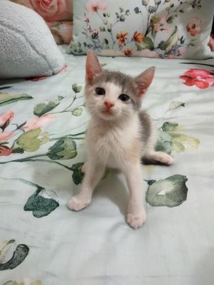 MOLLY, Baby Female unknown