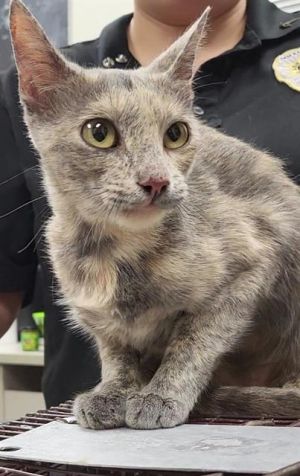 HAZEL, Young Female unknown